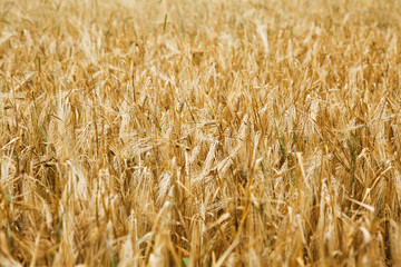 Grain gold field