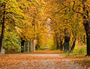 Landscape of a beautiful autumn park. Road, benches and trees with yellow leaves