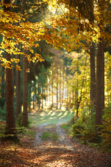 Trail path in coniferous deciduous forest park in autumn sun light