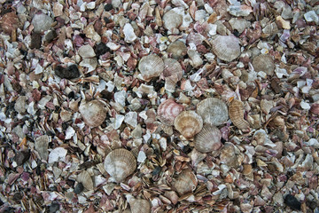 Iceland shells on the beach