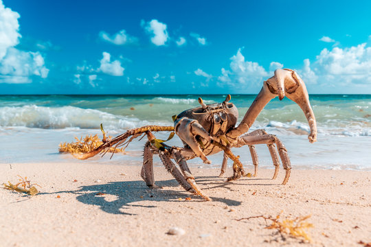 Crab