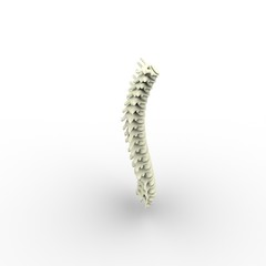 3d illustration of human body vertebral column