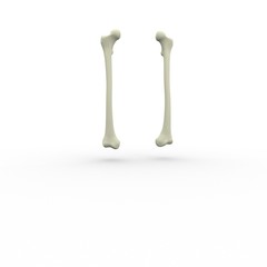 3d illustration of human body skeletal femur