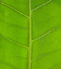 green leaf texture
