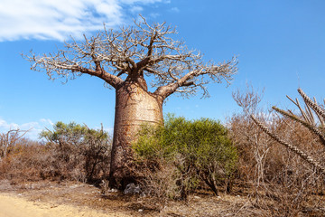 Baobab tree and savannah