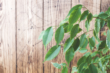 Green ficus leaves on a wooden wall background.
