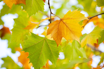 autumn yellow leaves