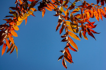 Autumn red colors of the Rhus typhina (Staghorn sumac, Anacardiaceae) leaves of sumac on blue sky. Natural texture pattern background.