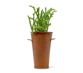 Crassula mucosa licopodiodi