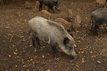 altes Wildschwein