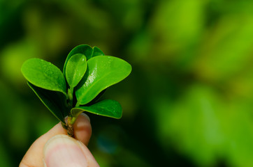 Human keep fresh green leaves in the garden.