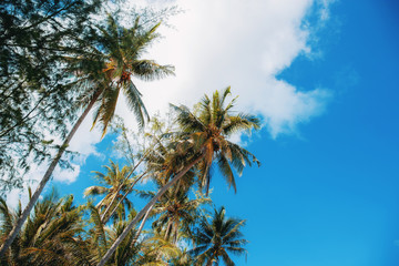 Fototapeta na wymiar Coconut with beautiful at blue sky.