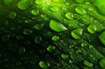 water drops on a green leaf in morning time,select focus.