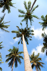 palmtrees with sky