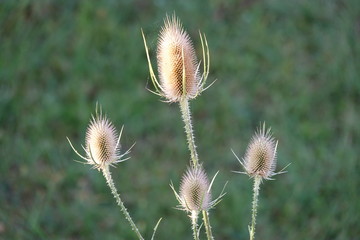 distel