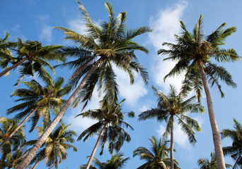 Fototapeta na wymiar palmtrees with sky