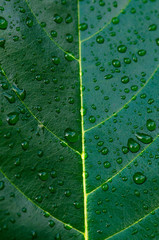 water drops on a green leaf in morning time,select focus.