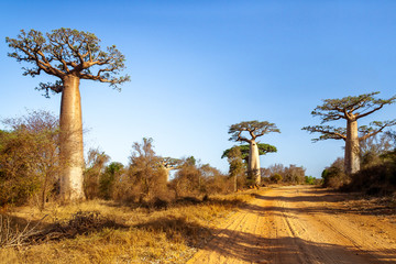 Fototapeta na wymiar Baobab trees along the track