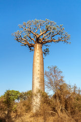 Fototapeta na wymiar Baobab tree and savannah