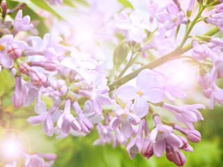 Bright picture with a view of a bright lilac branch of lilac with sun glare on it.
