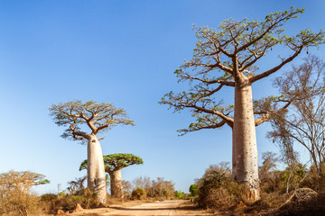 Fototapeta na wymiar Baobab trees along the track