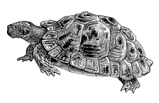 Common Tortoise Engraving Vintage Illustration