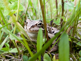 Forest brown frog in the forest on grass background. Selective focus. nature of Russia