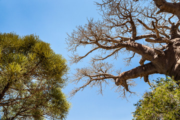 Baobab tree and savannah
