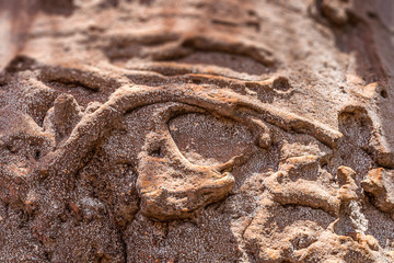 Trunk of the baobab