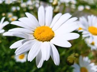 Large Daisy flower on a background of a chamomile field in a bright Sunny day. Bright white petals and yellow center of the flower