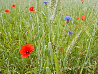 Field with poppies, cornflowers, spikelets and various spring grass
