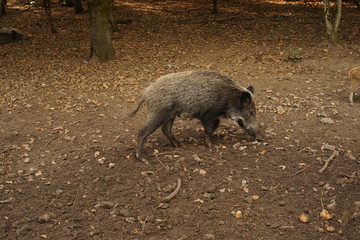 Wildschwein