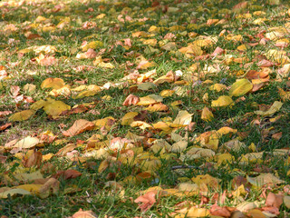 Yellow fallen leaves on green grass in the park