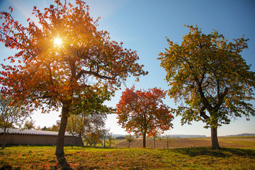 colorful tree in autumn field and sunlight