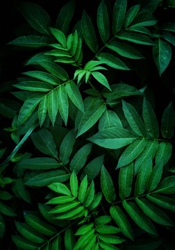Fototapeta magic green leaves