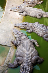 Crocodile on water in farm.