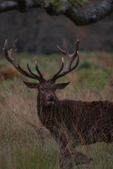 Red Deer Stag in Autumn