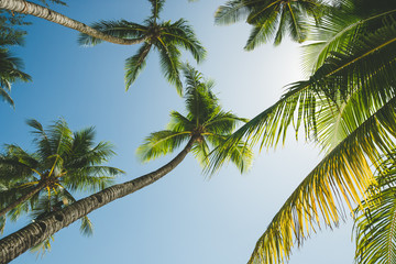 Fototapeta na wymiar Coconut Palm trees against blue sky. Sunny weather. Travel Background. Nature landscape. Holiday and recreation on exotic island beach resort. Bottom view on green leaf and palm trunks