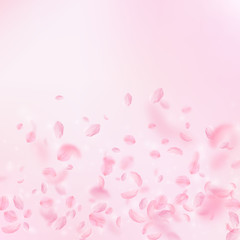 Sakura petals falling down. Romantic pink flowers 