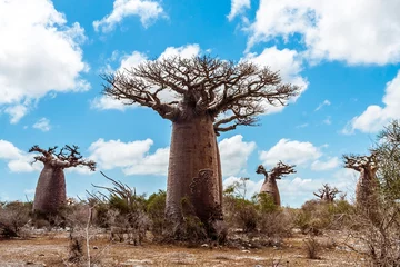 Deurstickers Baobab trees and savannah © Pierre-Yves Babelon