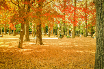 Beautiful Japan autumn leaves in Meiji Jingu Gaien Park of Tokyo , Japan.