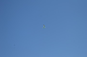 gull in the sky