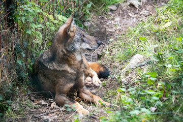The Italian wolf (Canis lupus italicus), also known as the Apennine wolf