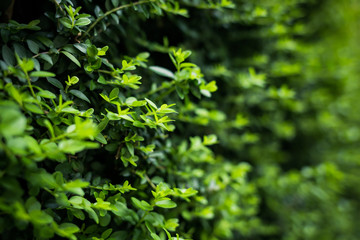 Green Leaves background. Green leaf pattern background, Natural background