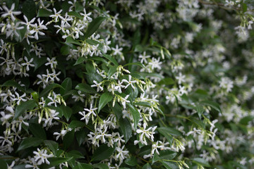 Green Leaves background. Green leaf pattern background, Natural background