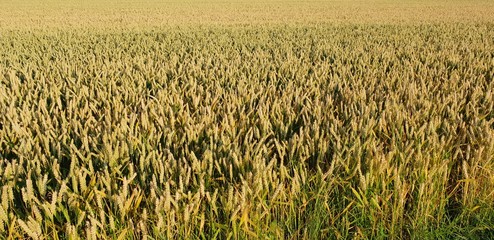 Weizen Feld im Herbst