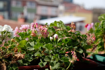 flower pots in city view