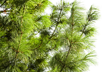 Cedar branches on a light background