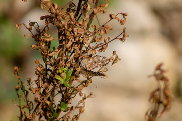 Farfalle mimetizzate