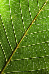 Macro photo of green leaf with veined pattern. Natural background for layout. Top view